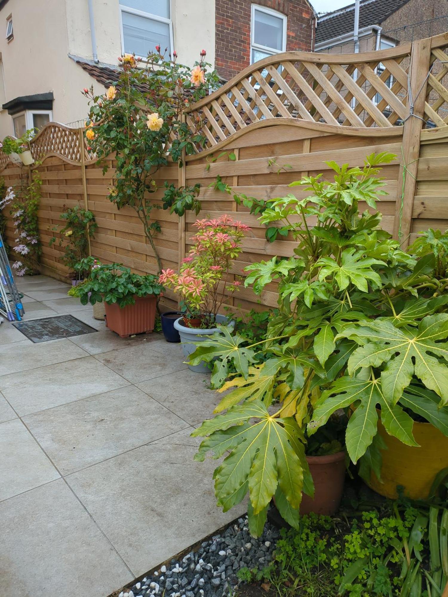 Homestay Angelica Place